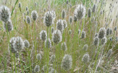 Foxtail mulga grass