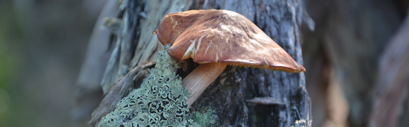 Fungi and lichen