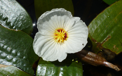 Native water lily flower